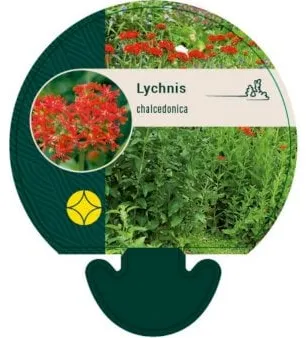 Brændende Kærlighed